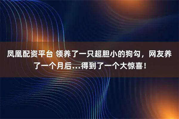 凤凰配资平台 领养了一只超胆小的狗勾,网友养了一个月后…得到了一个大惊喜!